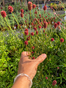 Sanguisorba "Proud Mary"