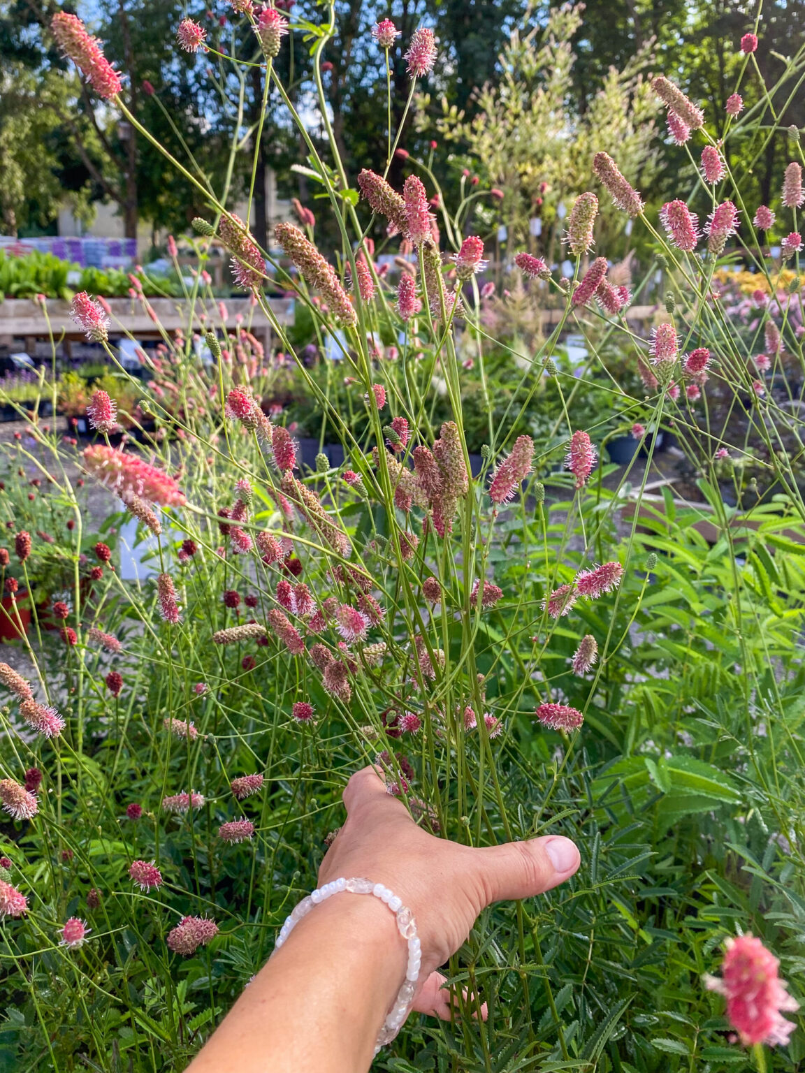 Sanguisorba officinalis "Pink Tanna"
