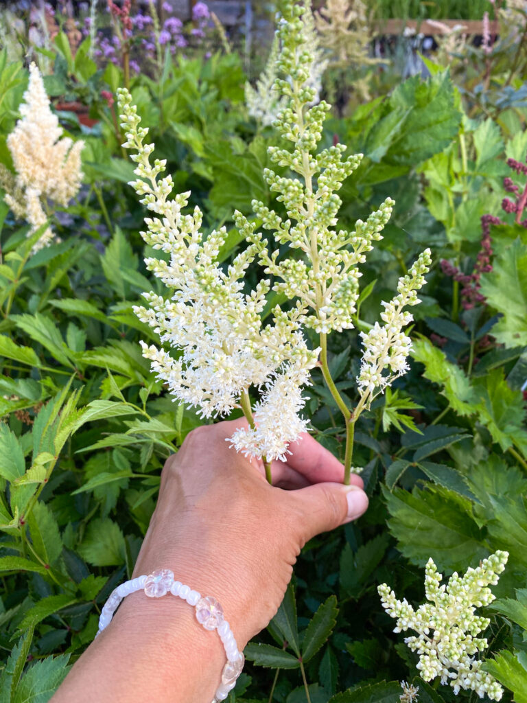 Astilbe × arendsii "Weisse Gloria"