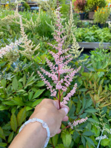 Astilbe × arendsii "Erika"