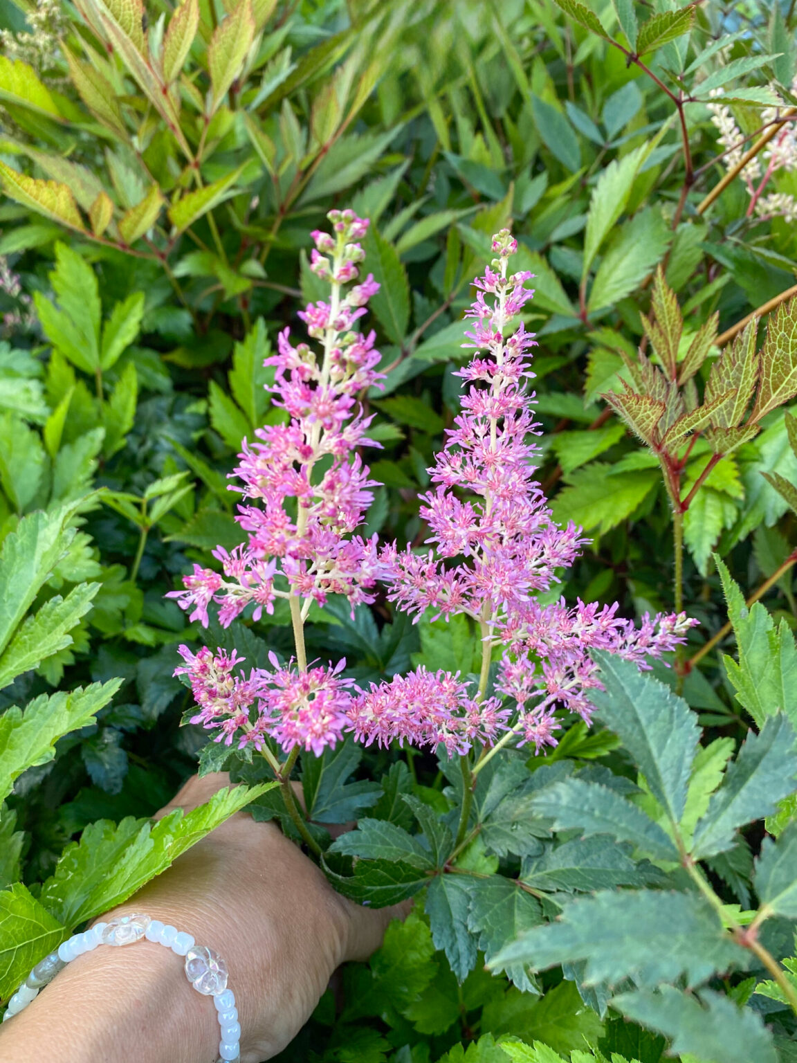 Astilbe japonica "Rheinland"