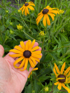 Rudbeckia fulgida "Goldsturm"