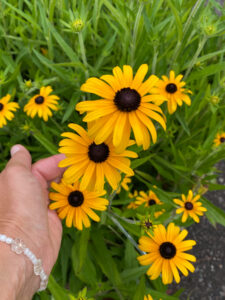 Rudbeckia fulgida var. speciosa
