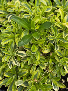 Arabis ferd.coburgii "Old Gold"