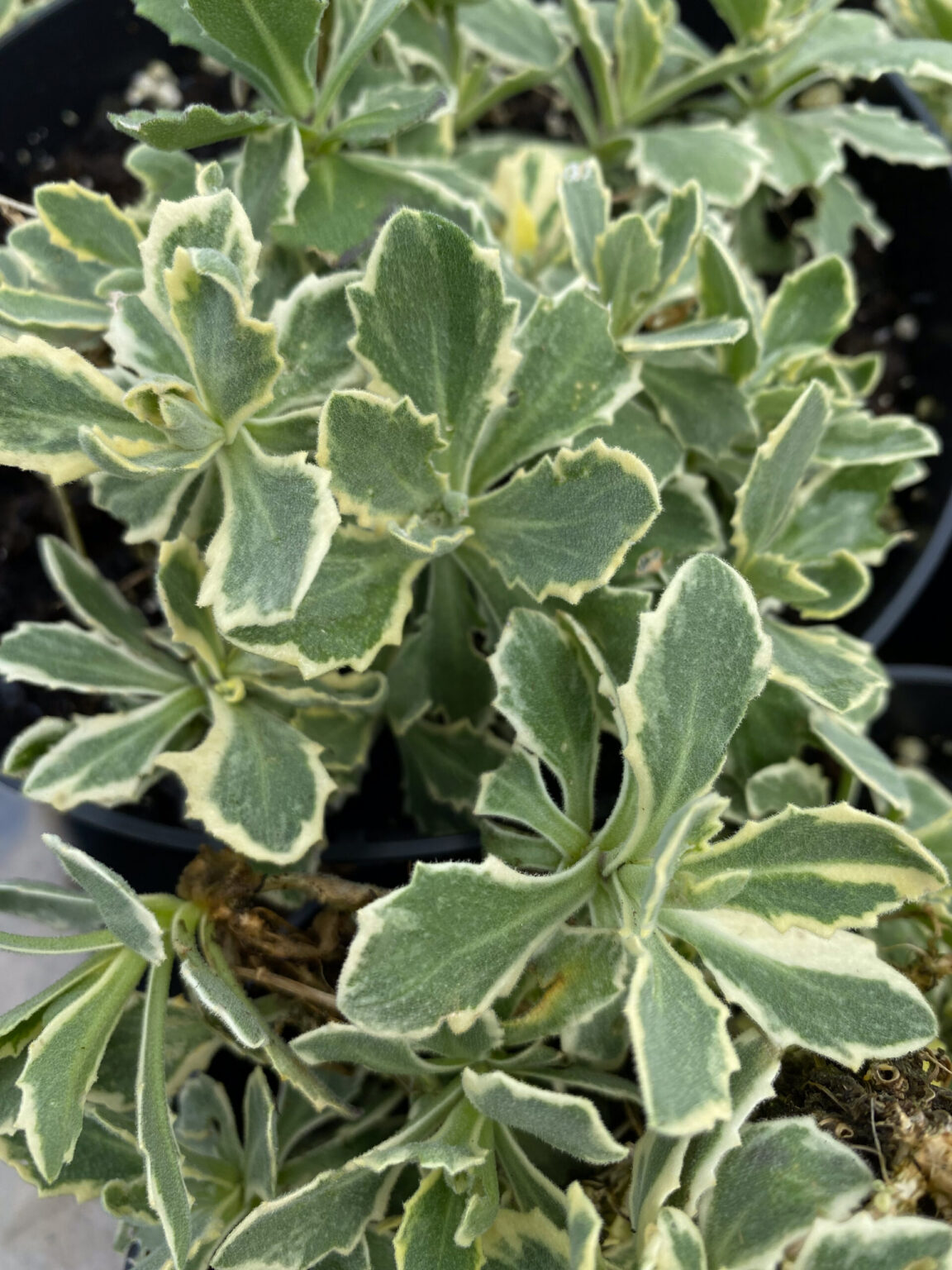 Arabis caucasica "Variegata"