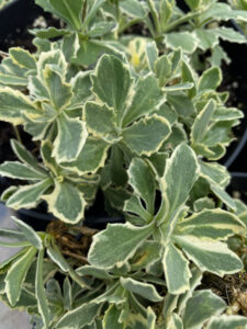 Arabis caucasica "Variegata"