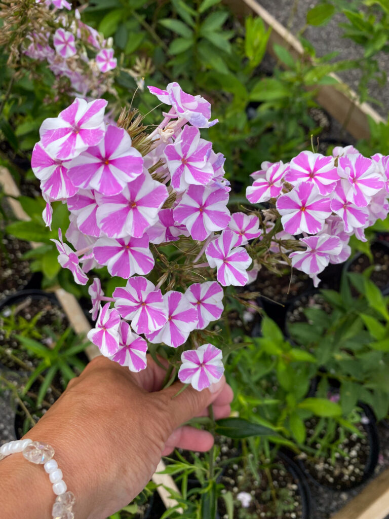 Phlox maculata "Natasha"