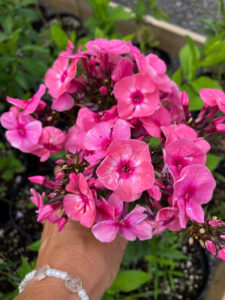 Phlox paniculata "Red Riding Hood"