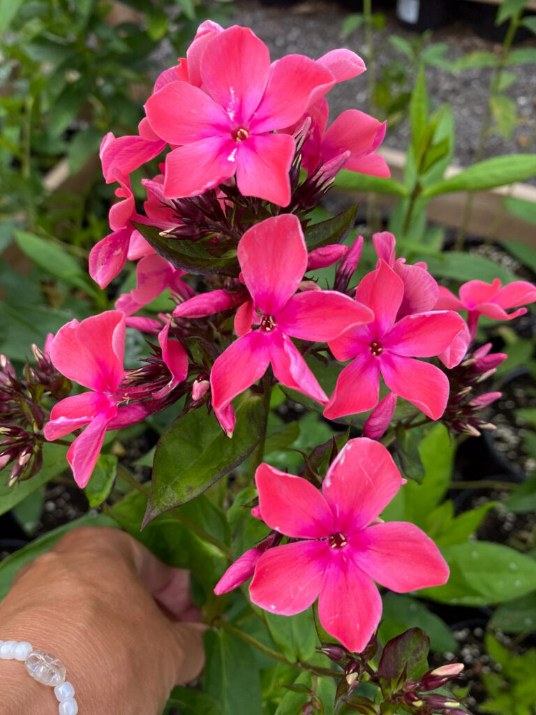 Phlox paniculata "Windsor"