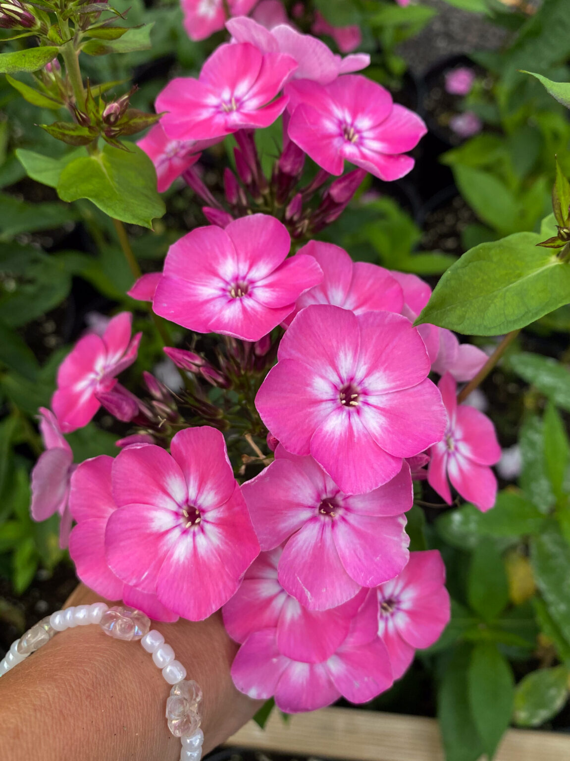 Phlox paniculata "Red Flame"