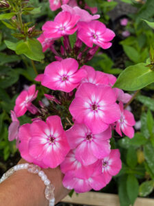 Phlox paniculata "Red Flame"