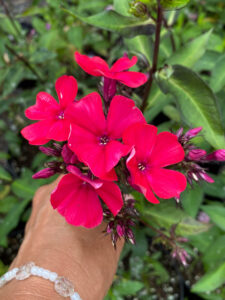 Phlox paniculata "Starfire"