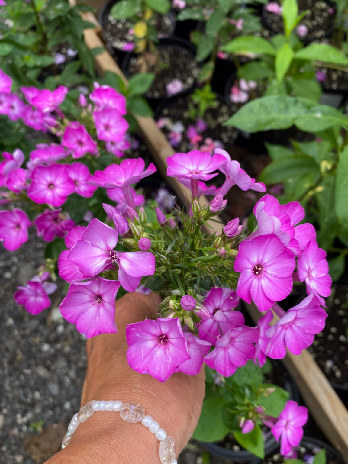 Phlox paniculata "Purple Eye Flame"