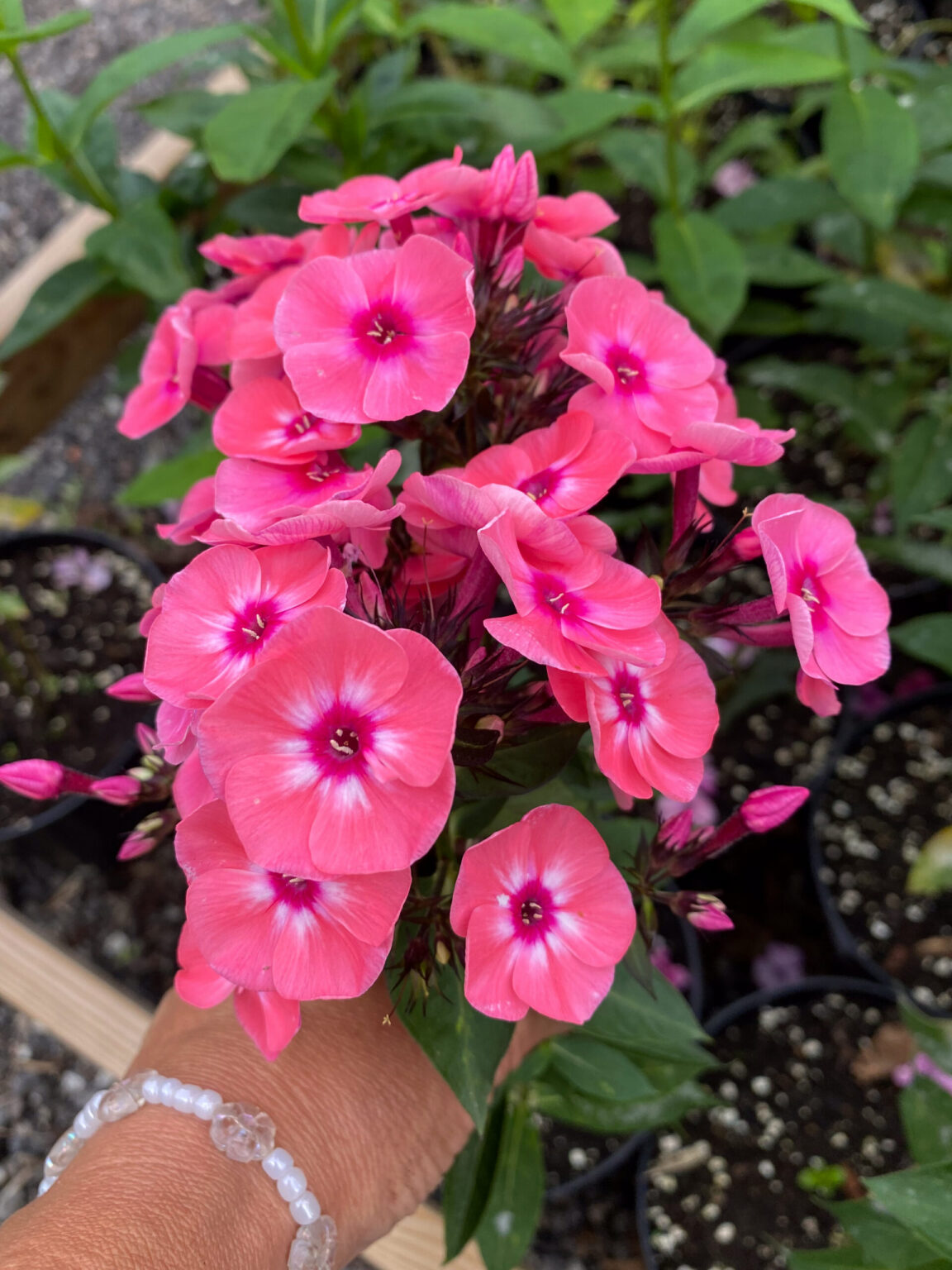 Phlox paniculata "Larissa"