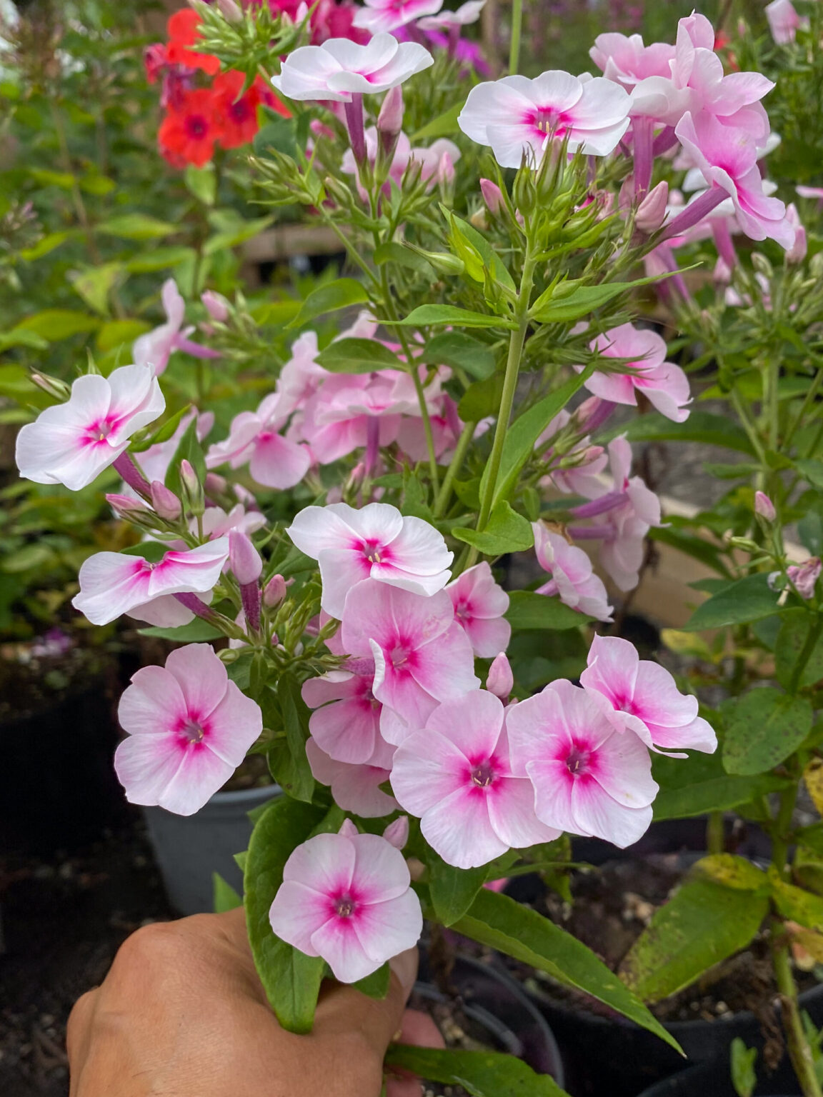 Phlox paniculata "Elizabeth Arden"