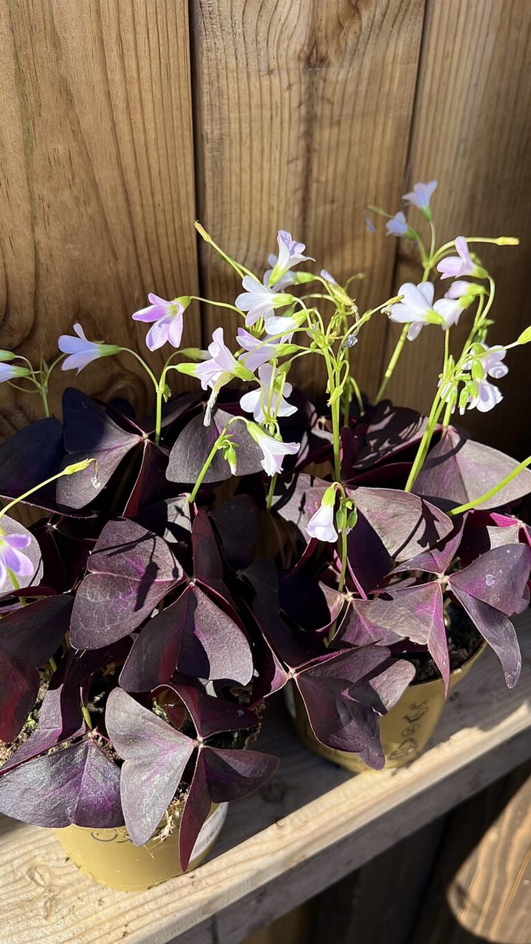 Кислица треугольная (Oxalis triangularis)