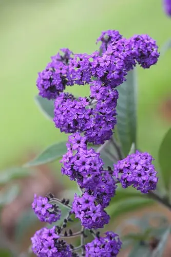 Heliotrope (Heliotropium), mixed cultivar