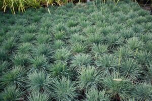 Koeleria glauca "Blue Hair"