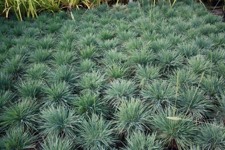 Koeleria glauca "Blue Hair"