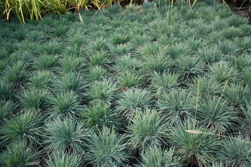 Koeleria glauca "Blue Hair"