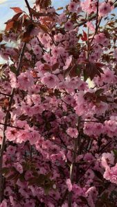 Cerasus serrulata "Royal Burgundy" (sakura)