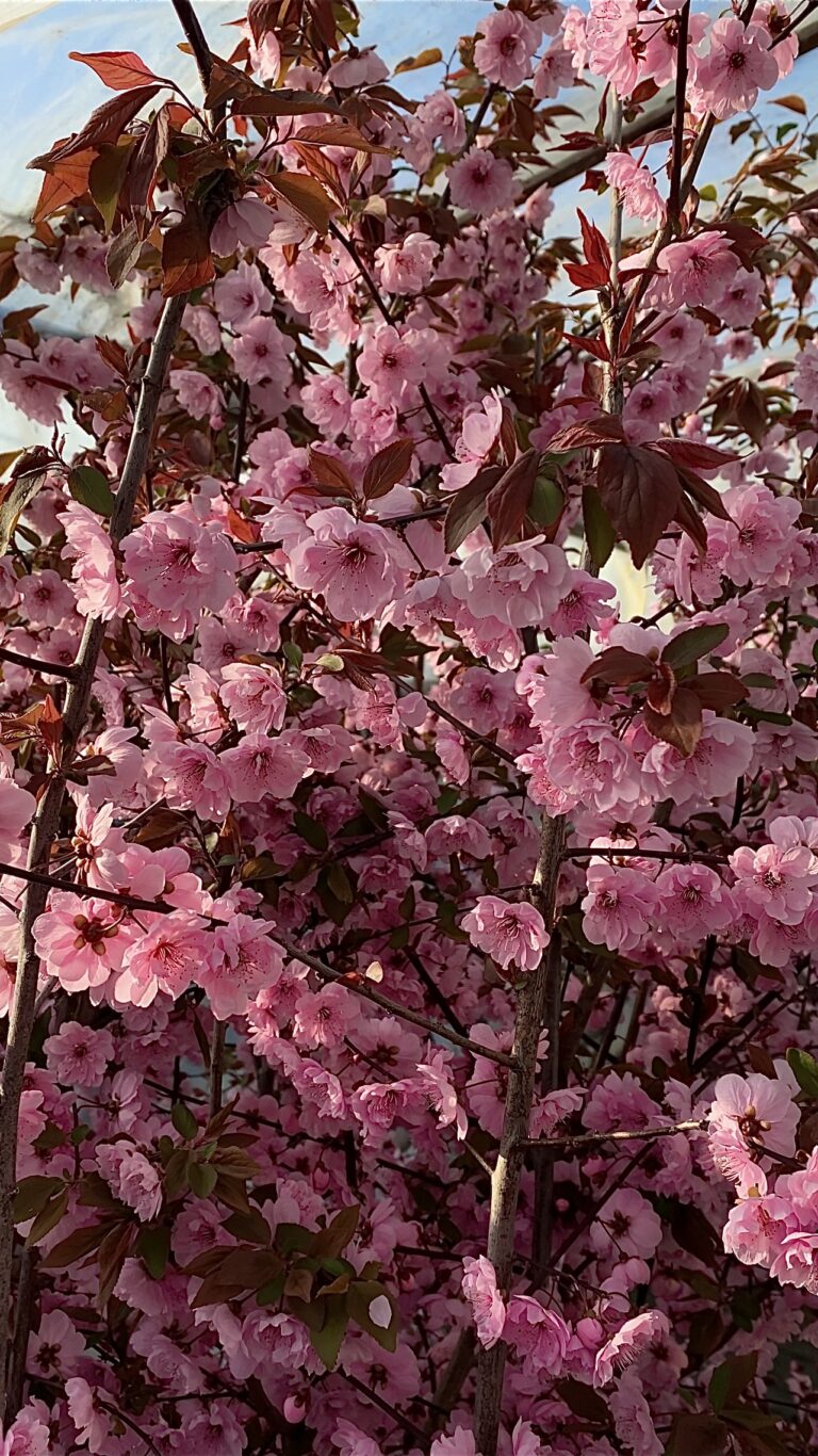 Cerasus serrulata "Royal Burgundy" (sakura)