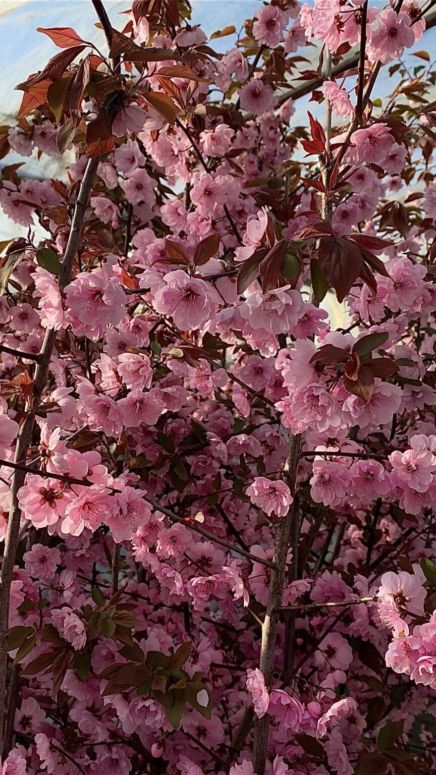 Cerasus serrulata "Royal Burgundy" (sakura)