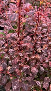 Berberis thunbergii "Pink Queen"