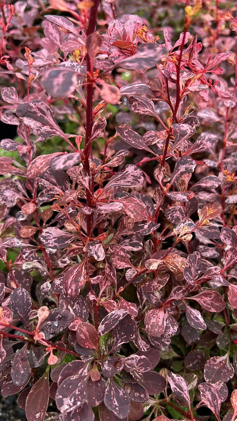 Berberis thunbergii "Pink Queen"
