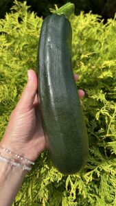 Kabatšokk "Black Beauty" KURZEMES SĒKLAS 2 g