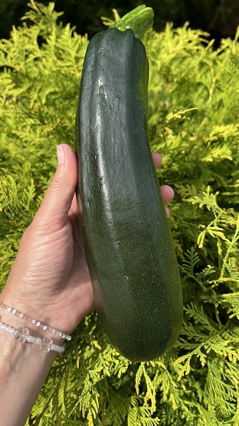 Cukinijos "Black Beauty" KURZEMES SĒKLAS 2 g