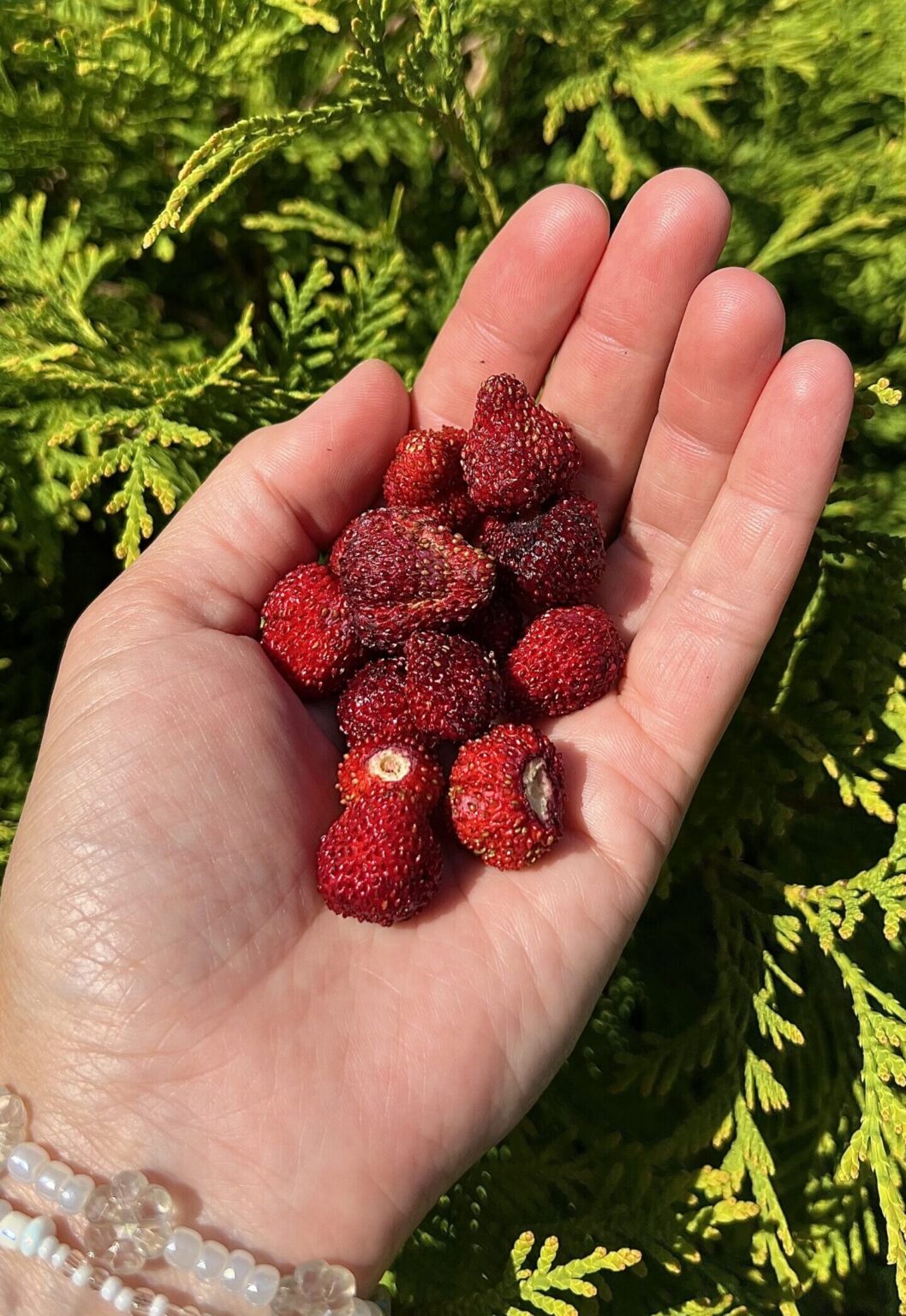 Fragaria vesca "Improved Ruegen"