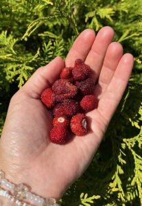 Fragaria vesca "Improved Ruegen"