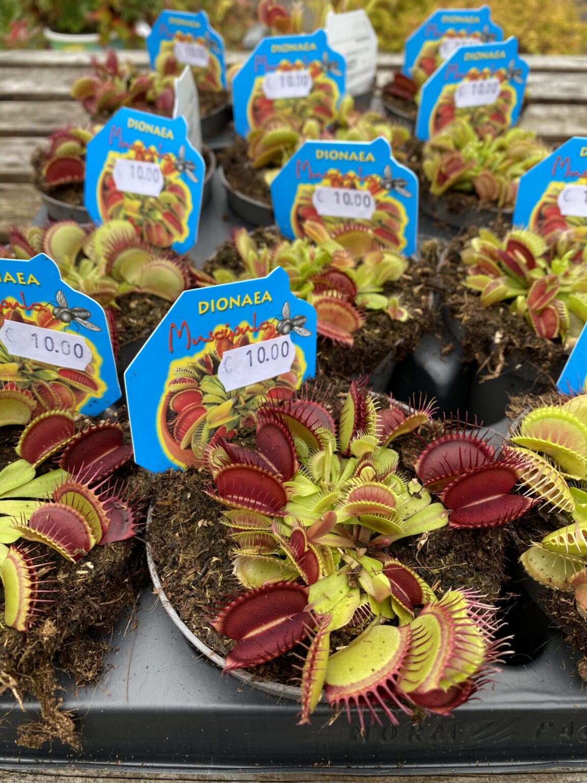 Dionaea muscipula (Venēras mušķērājs)