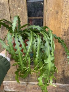 Эпифиллум угловатый (Epiphyllum anguliger)