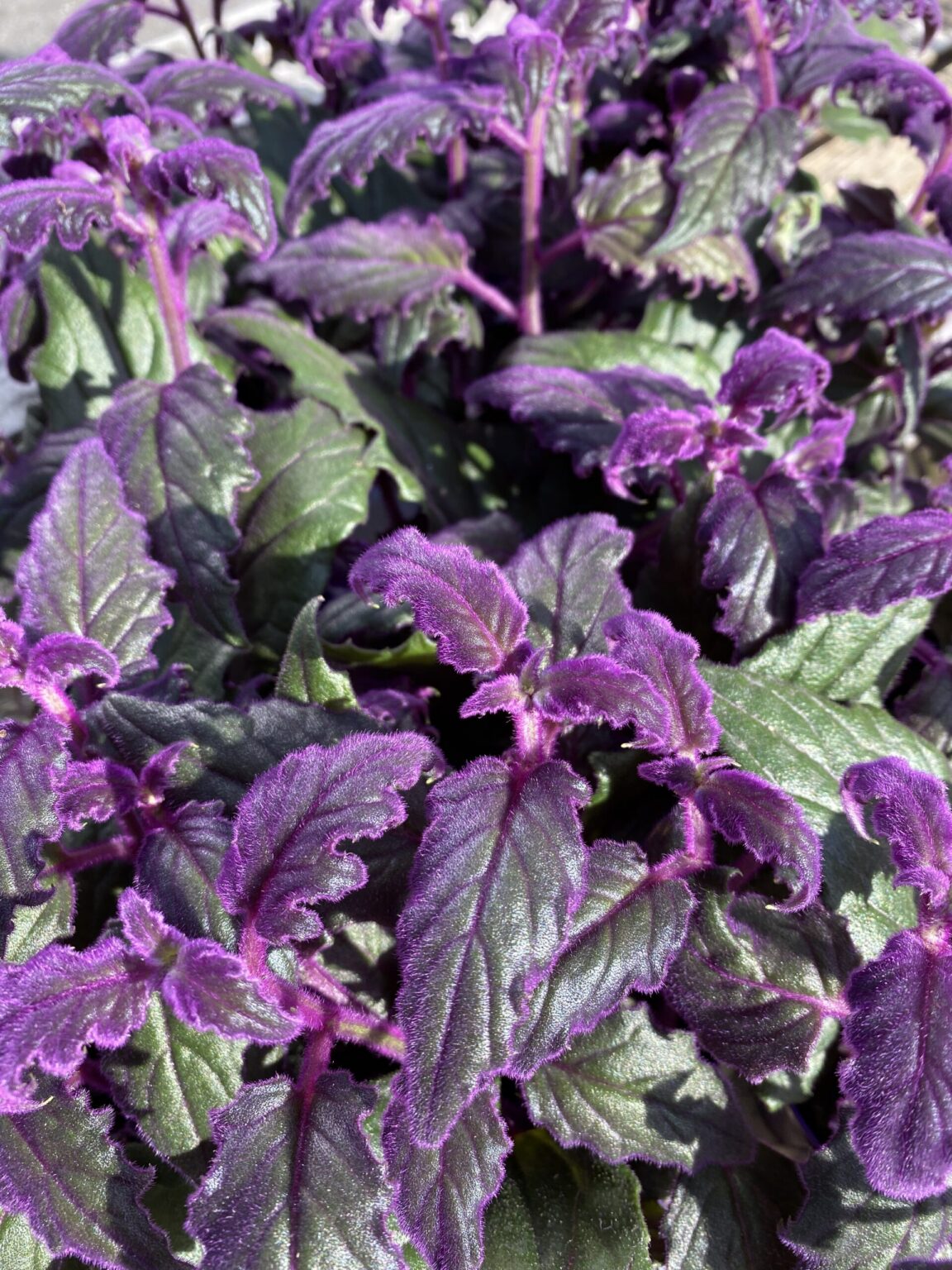 Gynura aurantiaca "Purple Passion"