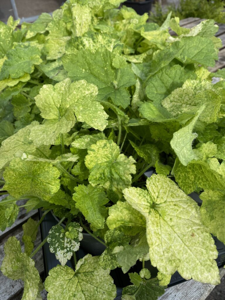 Tolmiea menziesii Variegata
