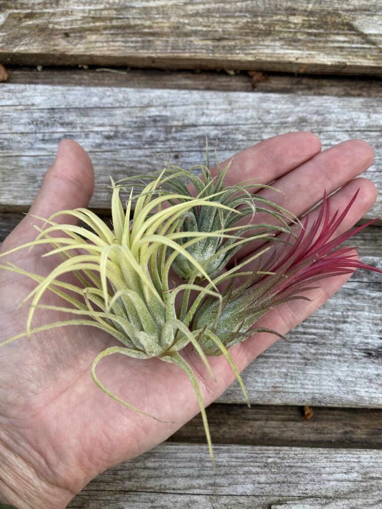 Tillandsia-sekoitus