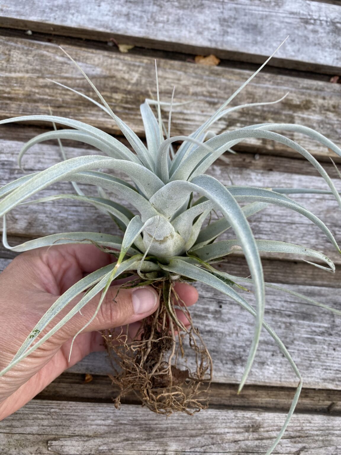 Tillandsia xerographica