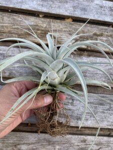 Tillandsia xerographica