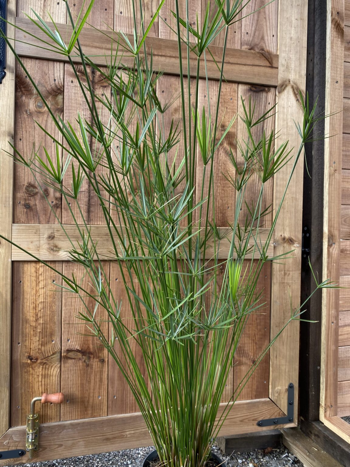 Cyperus