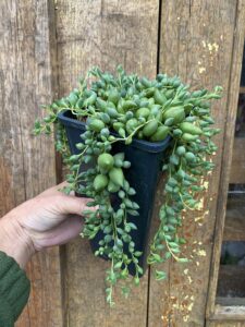 Senecio herreianus
