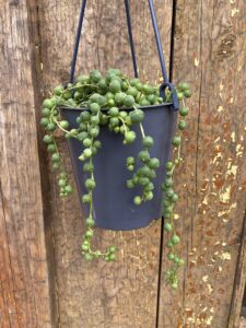 Senecio rowleyanus