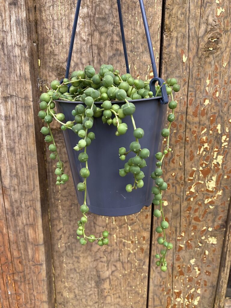Senecio rowleyanus
