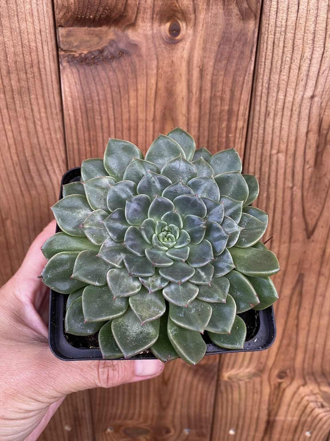Graptopetalum didelis