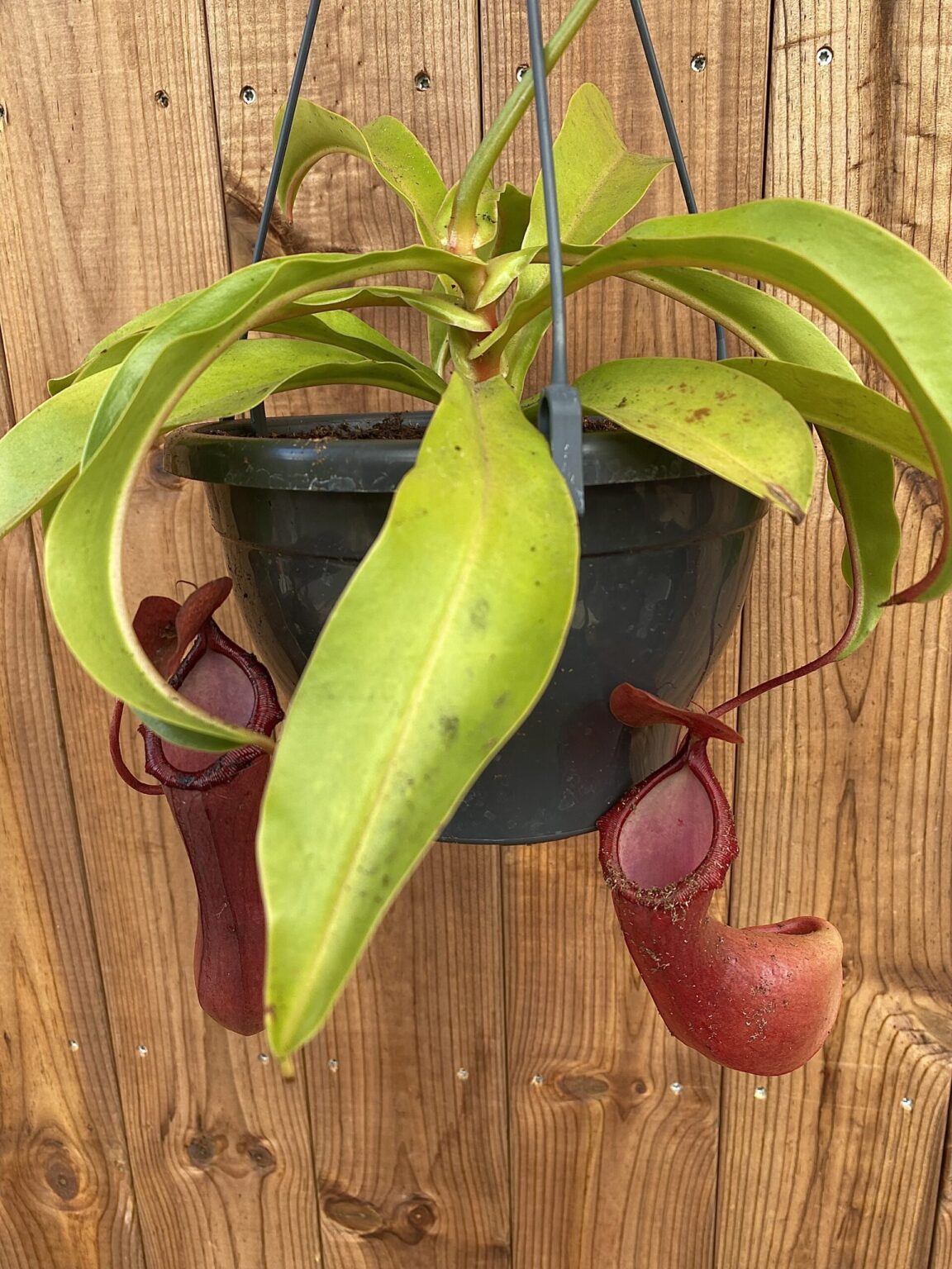 Nepenthes-hybridi