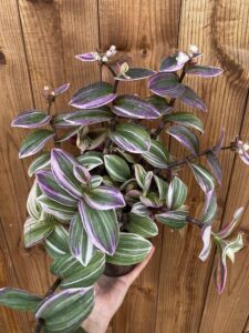 Tradescantia zebrina "Tricolor"