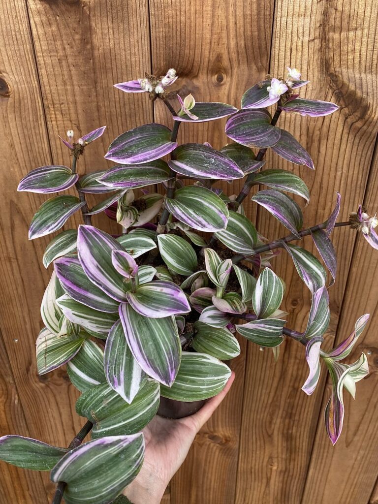 Tradescantia zebrina "Tricolor"
