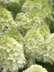 Hydrangea paniculata "Minty Spirit"
