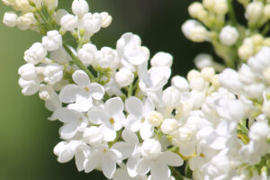 Syringa vulgaris "Lebedushka"